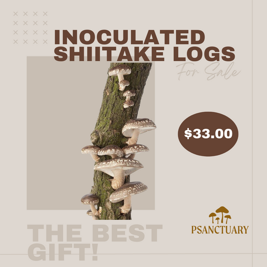 Inoculated Shiitake Log (3-4 ft in length)